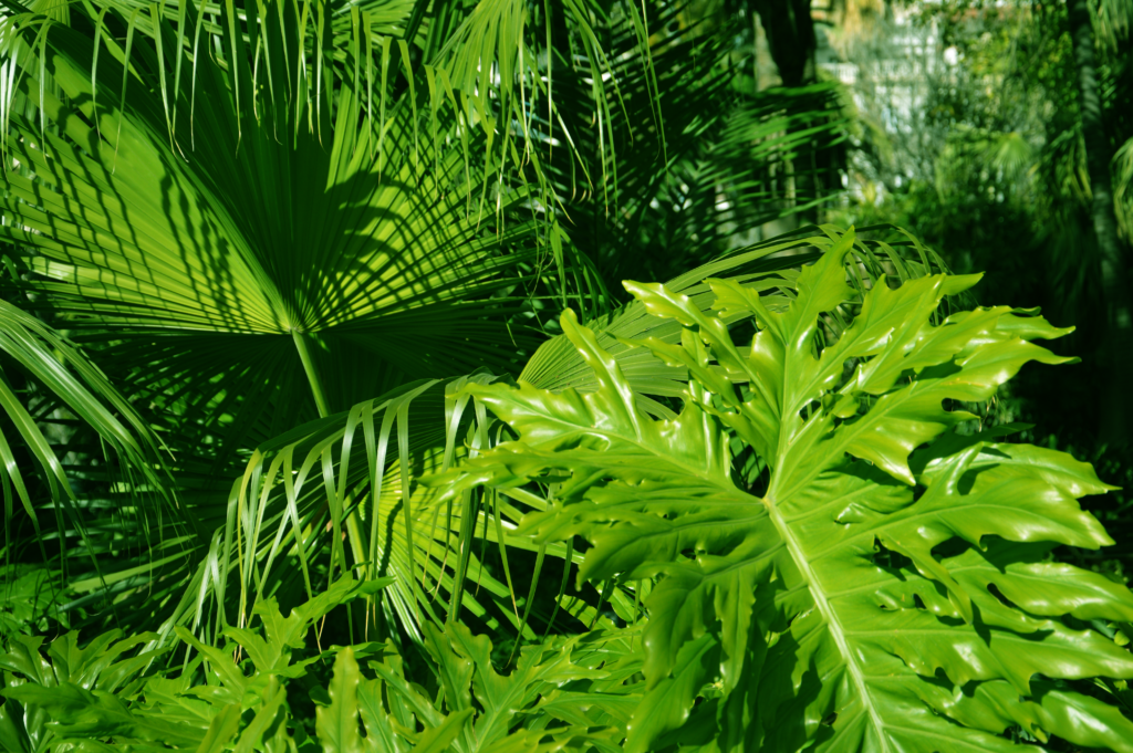 Close up shot of a very green fern in a park in Malaga.