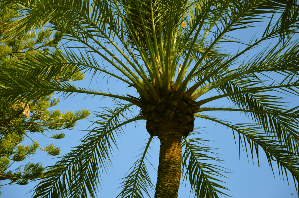 Close up, bright shot of a palm tree in a boulevard in Spain.