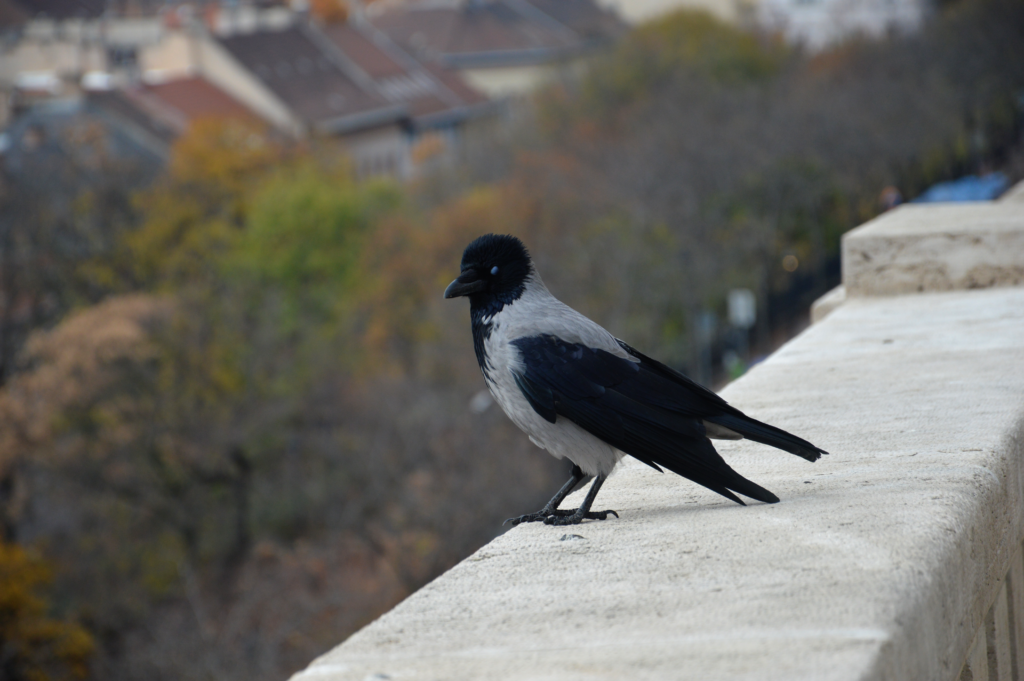 Close up shot of a bird standing on a ledge.