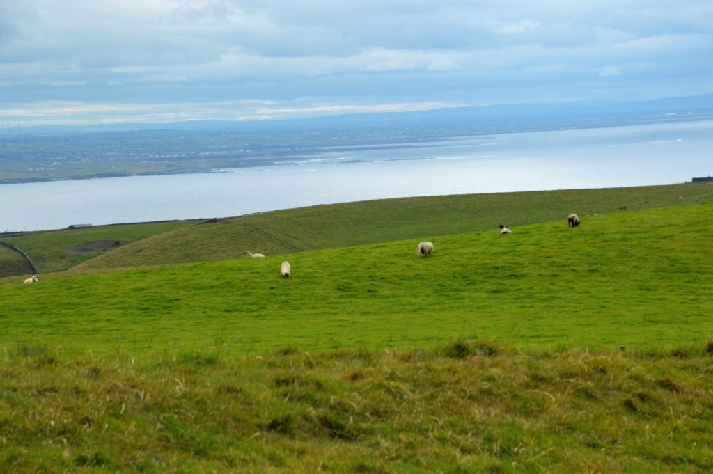 Meadow in the remote Aran Islands off the coast of Ireland